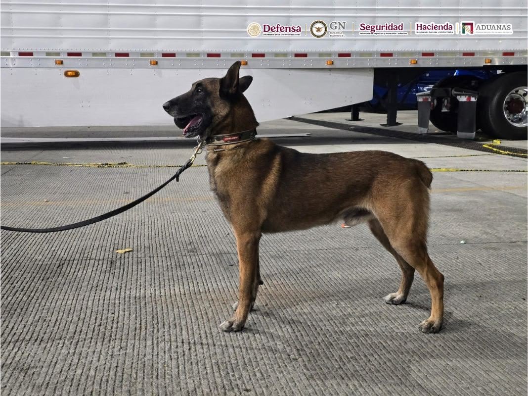 A brown Belgian Malinois-type sniffer dog on a leash stands beside a white trailer at a customs inspection yard