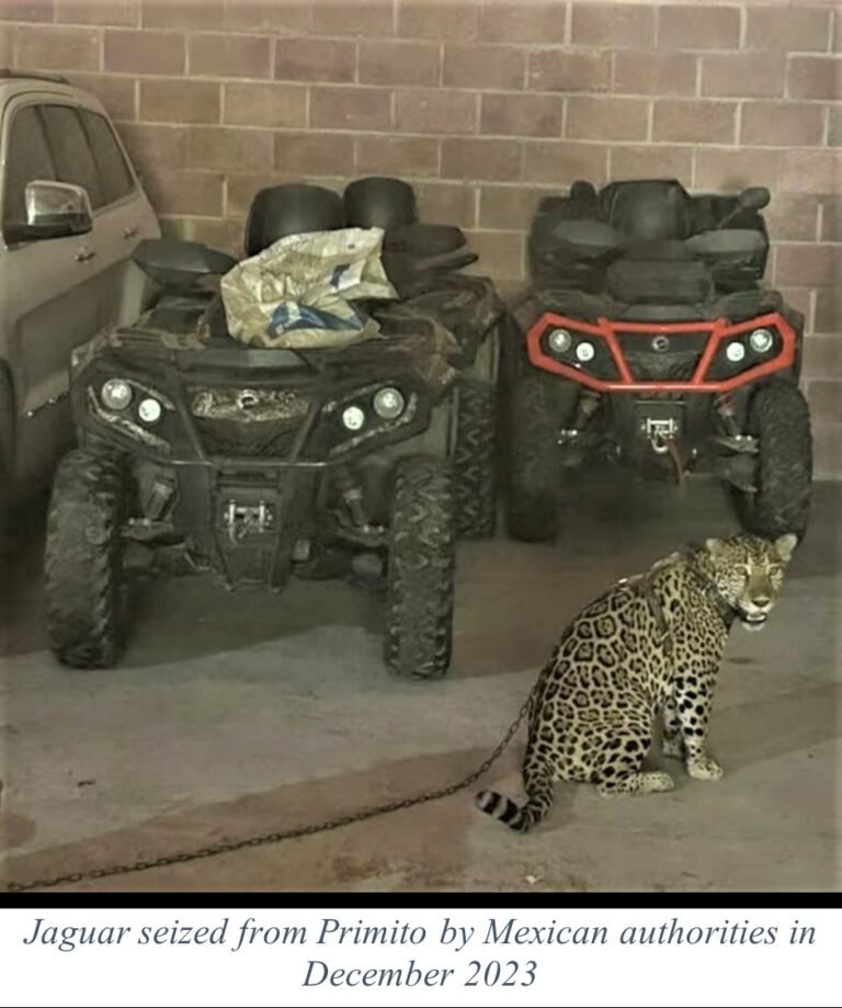 A chained jaguar sits beside two all-terrain vehicles in a garage; the U.S. Treasury says it was seized from Primito in December 2023