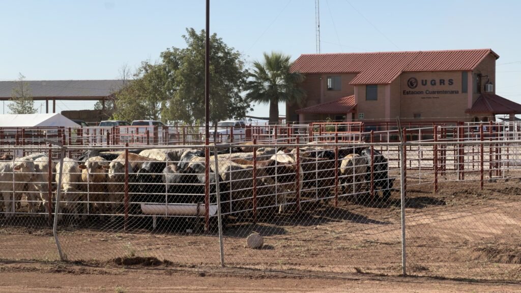 Cattle waiting to cross at the Douglas, Arizona–Agua Prieta port of entry on its August 24, 2026 reopening to cattle imports