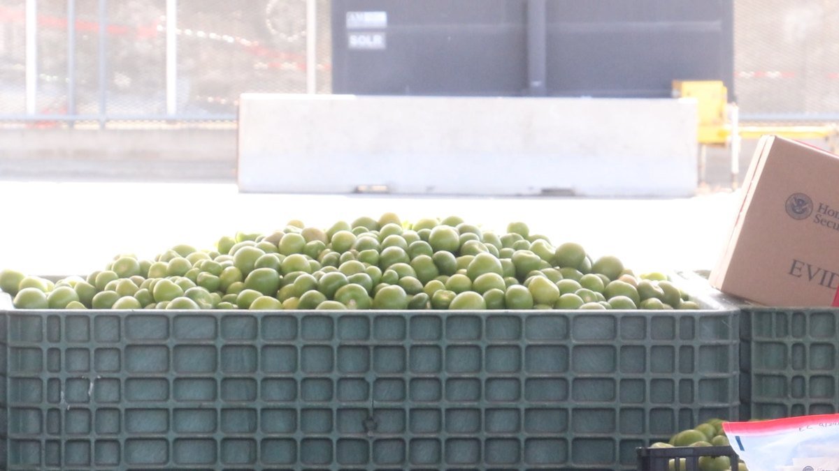 A large green crate heaped with tomatillos next to a Homeland Security evidence box at the Otay Mesa cargo facility